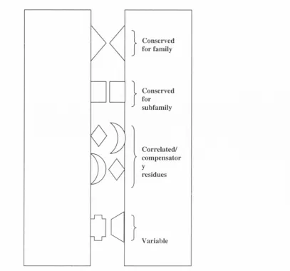 Figure 1 . 1 : A proposed of model of residue types involved in protein -  protein interactions.