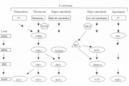Figure 1.2: A schematic diagram of the MAPK pathways for S. cerevisiae.