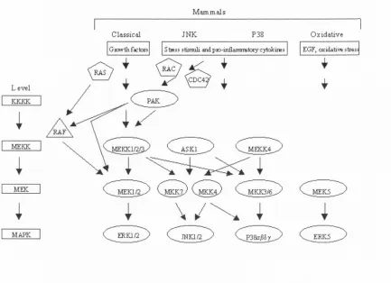 Figure 1.3: A schematic diagram of the i\/IAPK pathways for animals. Kinases 