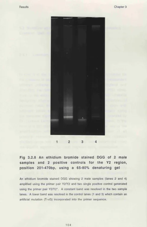 Fig 3.2.8 An ethidium bromide stained DGG of 2 male 