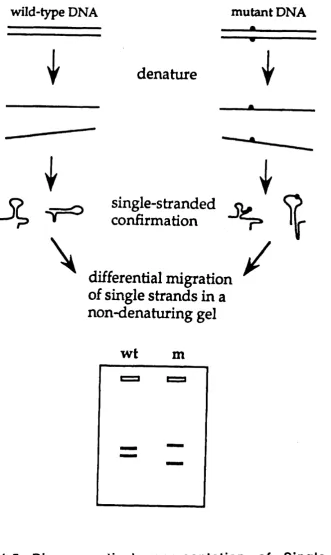 Fig 1.5 Comformation Diagrammatical representation of Single Strand Poiymorphism (SSCP) (Grompe, 1993).