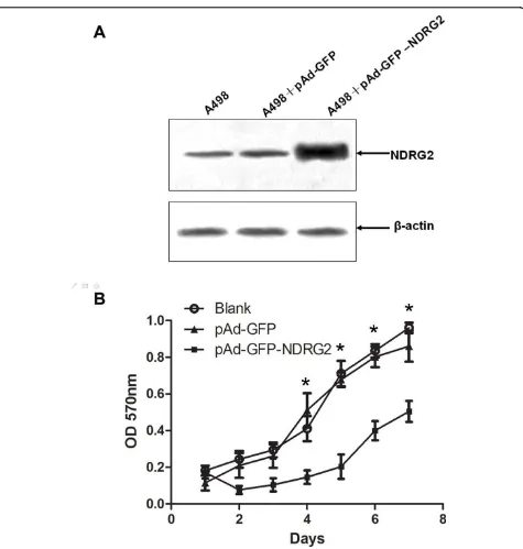 Figure 2 NDRG2 inhibits the proliferation of CCRCC cells. (A) Tthe protein expression was detected by Western blotting