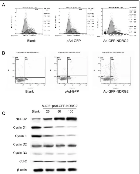 Figure 3 NDRG2 Induces the Cell Cycle Arrest and apoptosis of CCRCC Cells. (A) and (B) The effects of NDRG2 expression on the cell cycleand apoptosis were detected by FASC