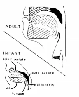 Figure 1.4. Anatomical differences between the infant and adult vocal tract. Reprinted from 