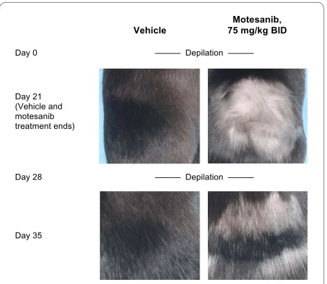 Figure 1 Effect of treatment with motesanib or vehicle on hair de-pigmentation, a surrogate marker of Kit activity C57B6 micetreated with either vehicle (water; left panels) or motesanib 75 mg/kg BID (right panels) for 21 days