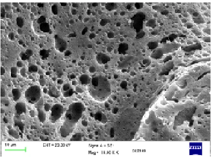 Fig. 5c . SEM image of SiC foam at 10.00KX 