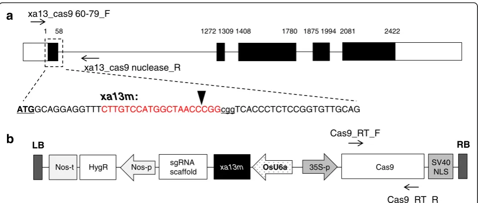 Fig. 2 Schematic representation of CRISPR/Cas9-mediated targeted mutagenesis in the rice Os8N3 gene