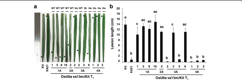 Fig. 4 CRISPR/Cas9-mediated mutagenesis in boththeP Os8N3 alleles conferred enhanced resistance to Xoo