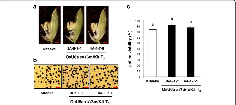 Fig. 6 Pollen viability of the homozygoushomozygous mutant (T xa13 mutants. a Anthers in mature spikelets of Kitaake, homozygous mutant (T3, 3A-6-1-4), and3, 4A-1-7-6)