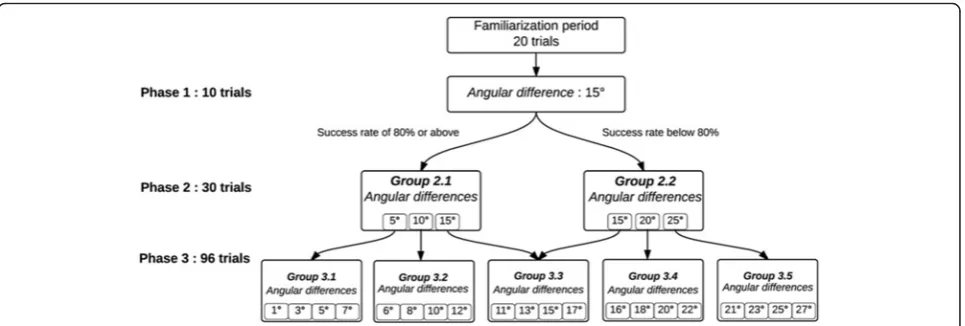 Fig. 2 Schematic representation of the decision tree used in the experimental protocol