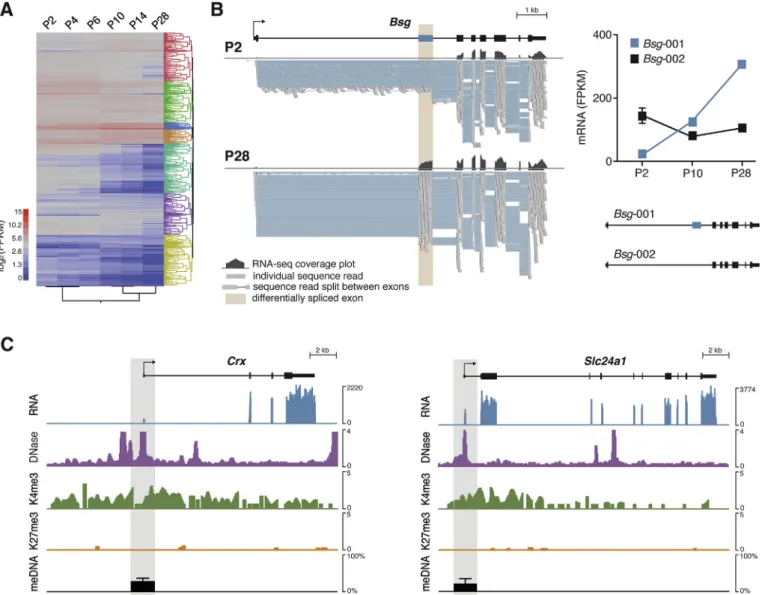 Fig. 4. Cell type-speciﬁc System-level analysis. A, Heat map of time course RNA-seq data generated from isolated, developing (P2 to P14) and mature (P28) mouse rod photore- photore-ceptors