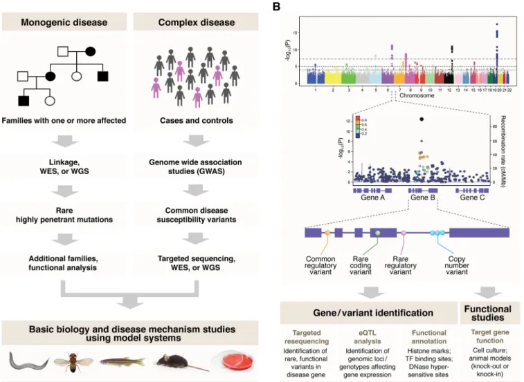 Fig. 7. General recommendations for genetic analysis of monogenic and complex diseases using next-generation approaches