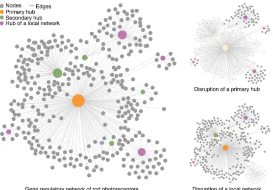 Fig. 8. Model of multi-dimensional network of photoreceptors. Networks consist of nodes and edges, representing cellular components (genes, transcripts, proteins, etc.) and their interactions, respectively