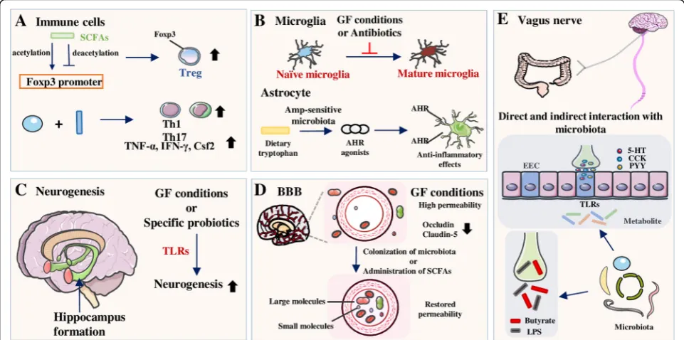 Fig. 2 Influences of the gut microbiota on different components in the CNS.of mature microglia decreases in the absence of microbiota while the total count of microglia remains the same