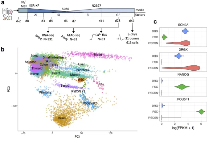 Figure 1  Characterization of molecular phenotypes in iPSC-derived sensory neurons. 
