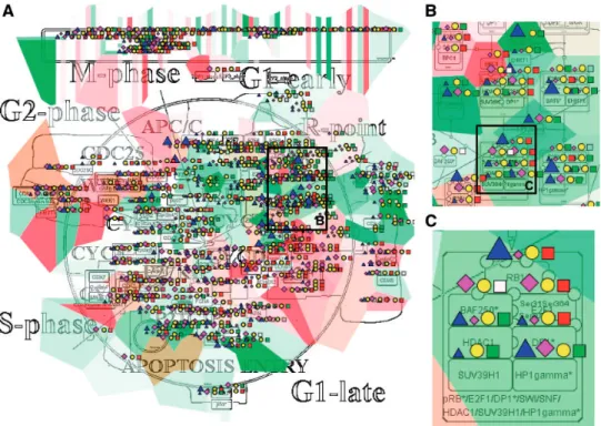 Figure 3. Multi-omics data visualization in Cell Cycle signalling map. Five types of omics data, copy number, expression, methylation, mutations, proteomics, for breast invasive carcinoma dataset from cBioPortal has been displayed on the map using the pre-