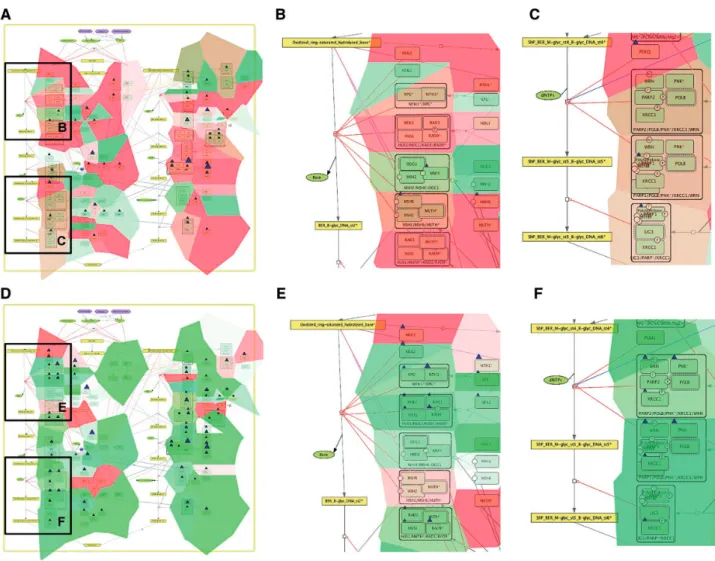 Figure 5. Comparison of base excision repair module regulation in two cancer types. Expression and mutation data from cBioPortal has been dis- dis-played on the BER module map using the pre-defined display mode as detailed in Table 1