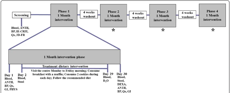 Fig. 1 Schematic representation of the experimental protocol. *Procedures are the same as in phase 1