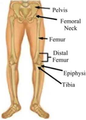 Figure 1. Brief anatomy of lower body bone structure of human body [3]. 