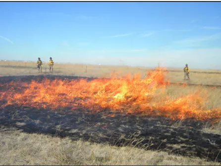 Figure 1.  Summer fire plot burned in September 2011.
