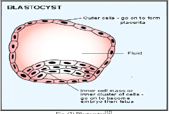 Fig. (3) Blastocytes[12]  