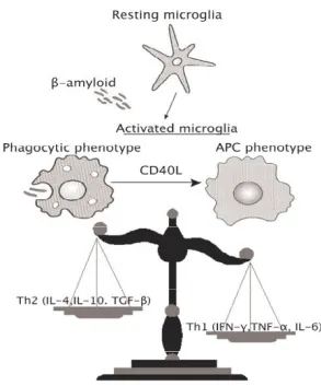 Fig. 2). Not all forms of microglial activation are deleteri-