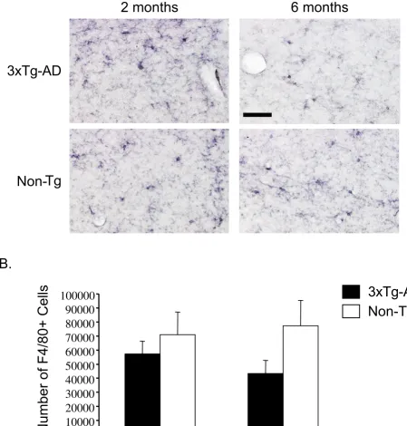 Figure 3The 3xTg-AD hippocampus does not have an increased number of macrophages/microglia at 6 months of agedetermine total number of F4/80-positive cells