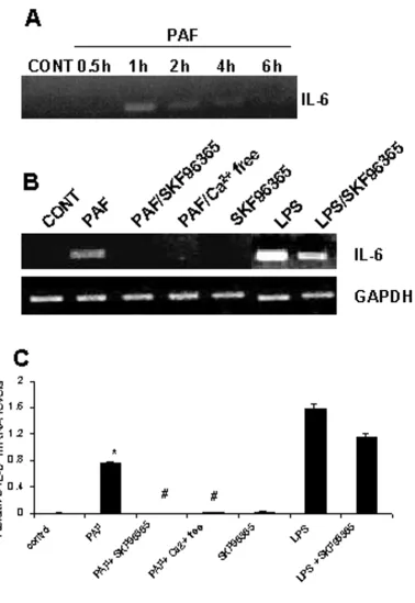 Figure 2Expression of IL-6 in PAF treated human microgliaPAF (applied at 100 nM). B: Effects of PAF, PAF plus SKF96365, PAF plus CaExpression of IL-6 in PAF treated human microglia