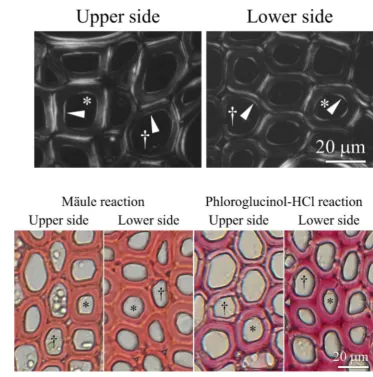 Fig. 4  Polarizing photomicro-graphs of unstained transverse sections in sample A of gnemonindicate tracheids and fiber tra-cheids, respectively