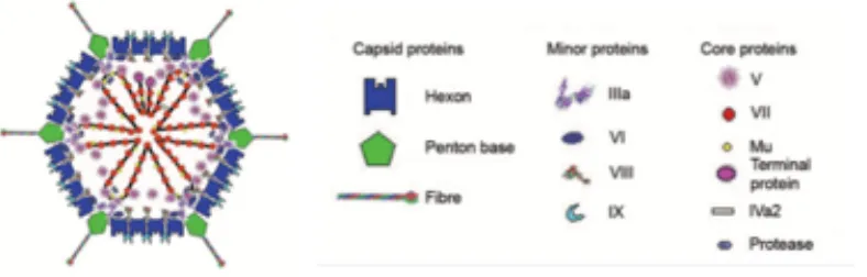 Figure 1-1. Structure of an Adenovirus Particle.  