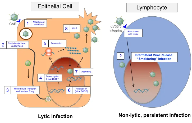 Figure 1-2. Comparison of events and tropism of lytic and persistent infection.  