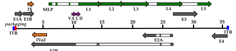 Figure 1-3.  Genomic organization of AdV-C5. The linear double-stranded DNA genome is depicted as a thin line, 5’ to 3’, with the 