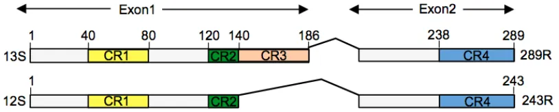 Figure 1-4. Adenovirus E1A major isoforms. 289R (translated from a 13S mRNA transcript) and 243R (translated from a 12S mRNA transcript)