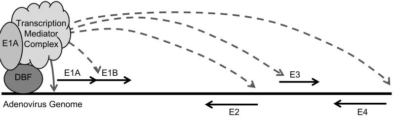 Figure 1-5. E1A-289R transactivation of AdV early genes. The solid black line represents the viral genome (not drawn to scale), and the relative 