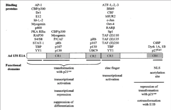 Figure 1-6. Conserved regions of E1A-289R and their cellular binding partners. Modified from (90)