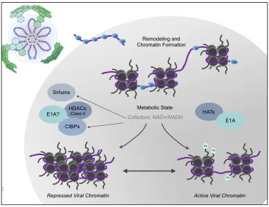 Figure 1-7. Overarching Hypothesis AdV DNA (shown in purple) enters the nucleus with protein VII (shown in blue)