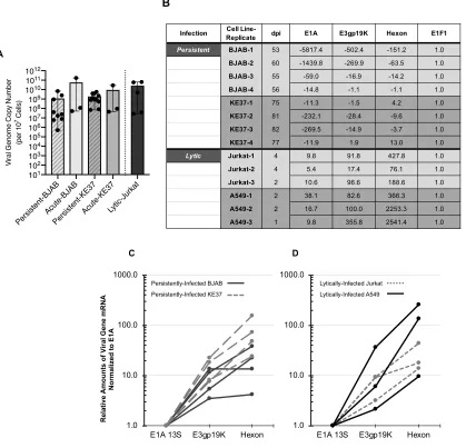 Figure 2-1.Characterization of viral genome quantities and transcriptional repression in 