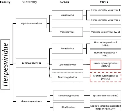 Figure 1. Taxonomy of human cytomagalovius (HCMV) in relation to murine cytomegalovirus (MCMV)