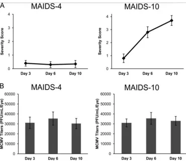 Figure 8. Comparison of MAIDS 4 and MAIDS 10 MCMV infected mouse eyes. A) Severity of retinitis: MAIDS 4 eyes showed low levels or retinitis in comparison to the more fully developed MCMV disease pathophysiology in MAIDS 10 mouse eyes