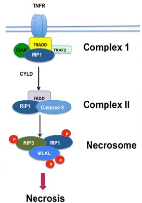 Figure 10. Pyroptosis cell death signaling pathway.  Active caspase 1 and caspase 11 cleave GSDMD to initiate cellular death and inflammation by pyroptosis