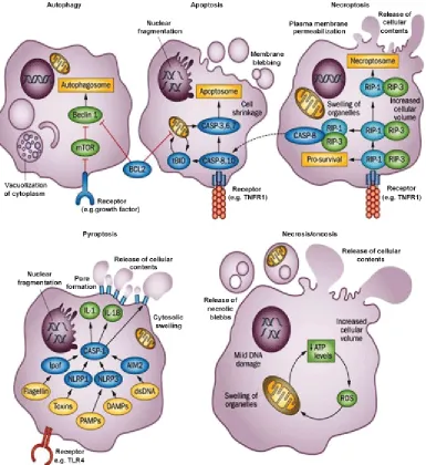 Figure 11. Types of cell death outcomes.  Schematic representation on cell destruction in relation to type of cell death