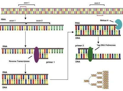 Figure 14. RIPK1 and RIPK3 mRNA expression in MAIDS-10 subretinally infected eyes compared with media control eyes