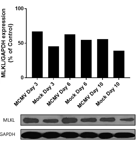 Figure 17. MLKL protein is constitutively expressed in MAIDS-10 mice following subretinal injection of either MCMV or media control