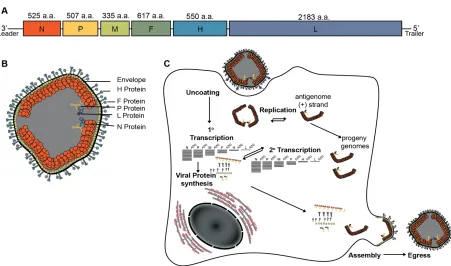 Figure 1. Measles virus lifecycleIllustrative depiction of MeV virion including Envelope (black), Attachment protein (H, light blue), Fusion protein (F, green), Phosphoprotein (P, yellow), Large protein (L, lavender) and Nucleoprotein encapsidated genome (