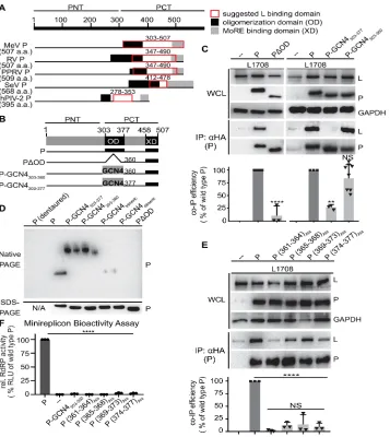 Figure 5. P OD C-terminal microdomain is required for P-to-L binding proposed L binding domains on P for different Paramyxoviridae