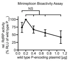 Figure 8. Native PAGE analysis of P (361-364)Ala and respectively denatured and native wild type P