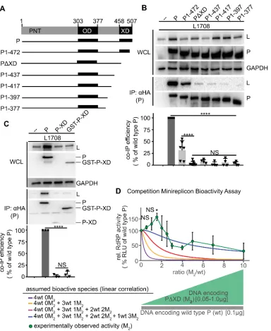 Figure 10. P-XD is essential for efficient P:L interaction, but P-XD deletion mutants lack cooperative negative impact on RdRP activity terminal truncations