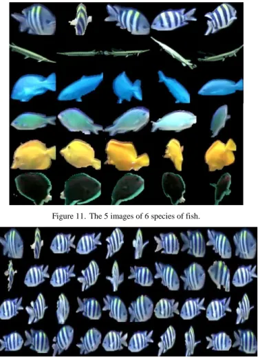 Figure 11.  The 5 images of 6 species of fish. 