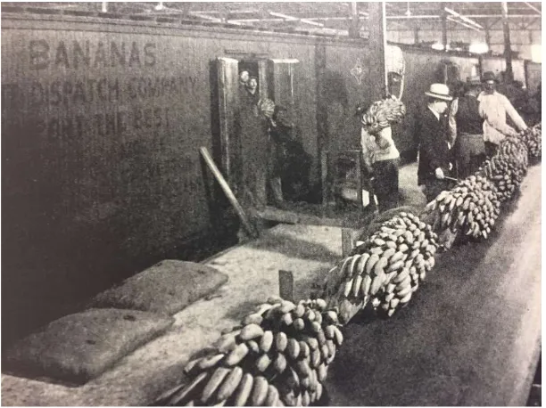 Figure 4.22 "Unloading the banana cargo at New Orleans: Horizontal conveyors delivering 