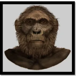 Figure 4 Artistic reconstruction of Paranthropus robustus (Courtesy of Smithsonian 